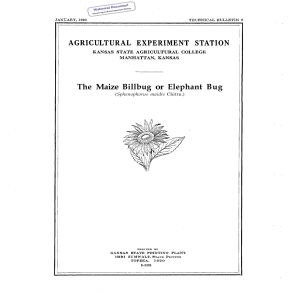 The  Maize  Billbug  or  Elephant ... (Sphenophorus maidis Historical Document Kansas Agricultural Experiment Station