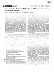 Electrostatic Localization of RNA to Protocell Membranes by Cationic Hydrophobic Peptides