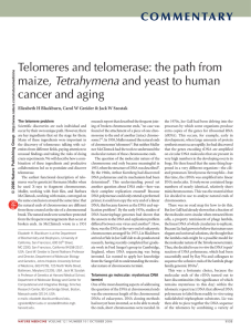 Telomeres and telomerase: the path from Tetrahymena cancer and aging