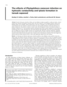 Phytophthora ramorum hydraulic conductivity and tylosis formation in tanoak sapwood