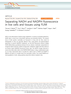 Separating NADH and NADPH ﬂuorescence ARTICLE