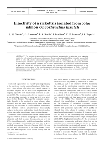 I l Oncorhynchus kisutch Infectivity of  a rickettsia isolated from coho