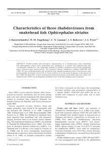 l striatus Characteristics of  three rhabdoviruses from snakehead fish Ophicephalus