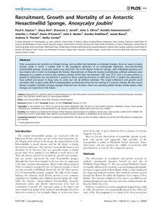 Anoxycalyx joubini Recruitment, Growth and Mortality of an Antarctic Hexactinellid Sponge,