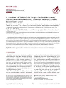 A taxonomic and distributional study of the rhodolith-forming Lithothamnion muelleri