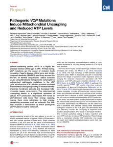 Report VCP Mutations Pathogenic Induce Mitochondrial Uncoupling