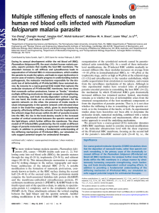 Multiple stiffening effects of nanoscale knobs on falciparum malaria parasite
