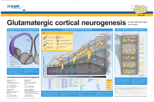 Glutamatergic cortical neurogenesis TIME