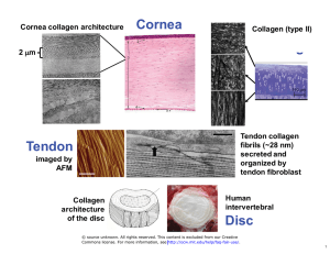 Cornea Cartilage