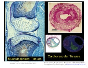 Cardiovascular Tissues Musculoskeletal Tissues