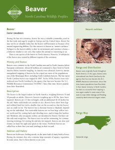 Beaver North Carolina Wildlife Profiles Castor canadensis Nature’s architect.