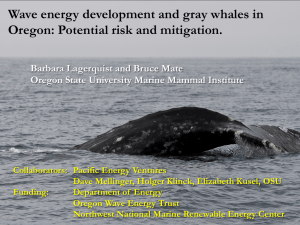 Wave energy development and gray whales in