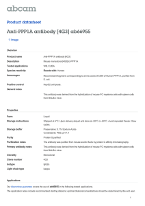 Anti-PPP1A antibody [4G3] ab66955 Product datasheet 1 Image Overview