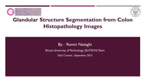 Glandular Structure Segmentation from Colon Histopathology Images By :  Ramin Nateghi