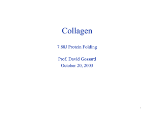 Collagen 7.88J Protein Folding Prof. David Gossard October 20, 2003