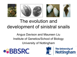 The evolution and development of sinistral snails Angus Davison and Maureen Liu