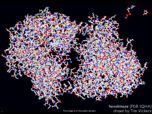 hexokinase drawn by Tim Vickers This image is in the public domain. 1