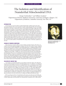 The Isolation and Identification of Neanderthal Mitochondrial DNA