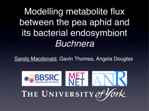 Modelling metabolite flux between the pea aphid and its bacterial endosymbiont Buchnera