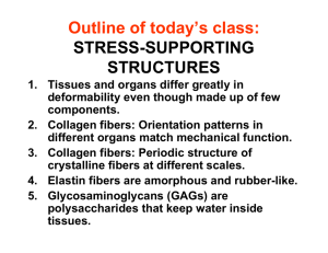 Outline of today’s class: STRESS-SUPPORTING STRUCTURES