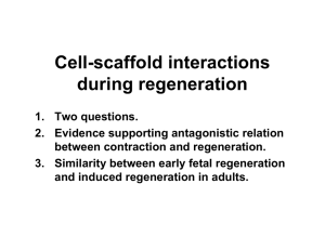 Cell-scaffold interactions during regeneration