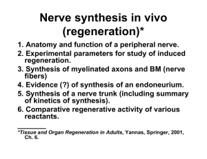 Nerve synthesis in vivo (regeneration)*