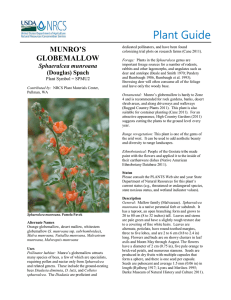 Plant Guide MUNRO’S GLOBEMALLOW Sphaeralcea munroana