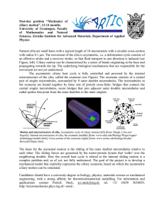 Post-doc position “Mechanics of ciliary motion”, 12-14 months. University of Groningen, Faculty