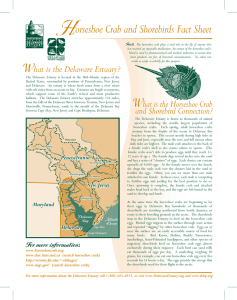 H orseshoe Crab and Shorebirds Fact Sheet