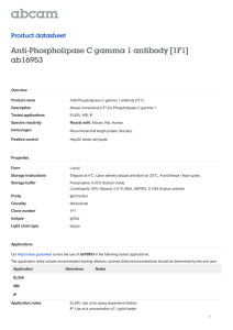 Anti-Phospholipase C gamma 1 antibody [1F1] ab16953 Product datasheet Overview