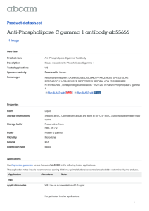 Anti-Phospholipase C gamma 1 antibody ab55666 Product datasheet 1 Image Overview