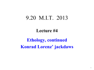 9.20  M.I.T.  2013 Lecture #4 Ethology, continued Konrad Lorenz’ jackdaws