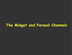 The Midget and Parasol Channels 1