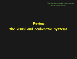 Review, the visual and oculomotor systems  The visual and oculomotor systems