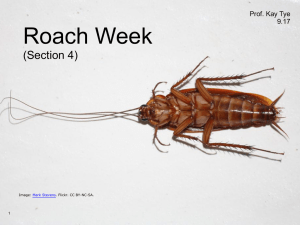 Roach Week (Section 4) Prof. Kay Tye 9.17