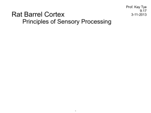 Rat Barrel Cortex  Principles of Sensory Processing Prof. Kay Tye