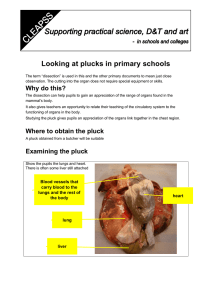 Looking at plucks in primary schools