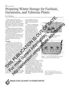 Preparing Winter Storage for Fuchsias, Geraniums, and Tuberous Plants R.A. McNeilan