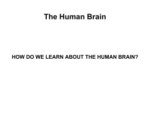 The Human Brain HOW DO WE LEARN ABOUT THE HUMAN BRAIN?