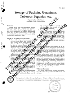 Tuberous Begonias, etc. Storage of Fuchsias, Geraniums,