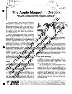 The Apple Maggot In Oregon /955 5537 PR