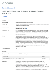 AKT/MAPK Signaling Pathway Antibody Cocktail ab151279