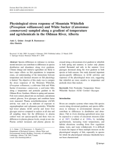 Physiological stress response of Mountain Whitefish