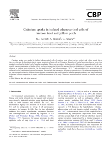 Cadmium uptake in isolated adrenocortical cells of * N.J. Raynal
