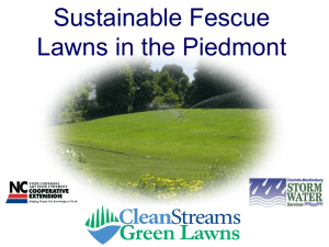 Sustainable Fescue Lawns in the Piedmont