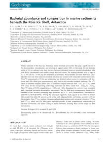 Bacterial abundance and composition in marine sediments