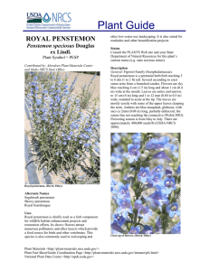 Plant Guide ROYAL PENSTEMON Penstemon speciosus