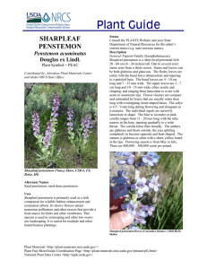 Plant Guide SHARPLEAF