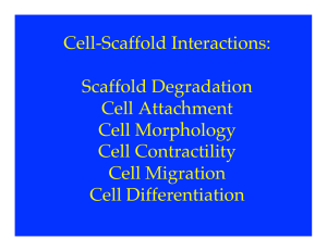 ! Cell-Scaffold Interactions:! Scaffold Degradation! Cell Attachment!