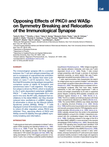 Opposing Effects of PKCq and WASp on Symmetry Breaking and Relocation